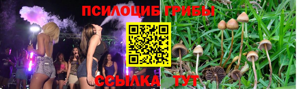 Бузулук  Псилоцибиновые грибы Psilocybe  Псилоцибиновые грибы Psilocybe  Вход с VPN 